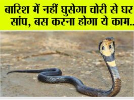 Snake News: