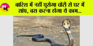 Snake News: