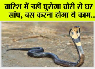 Snake News: