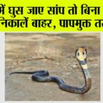 Snake News