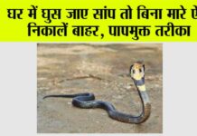 Snake News