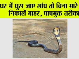 Snake News