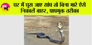 Snake News