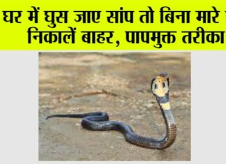 Snake News