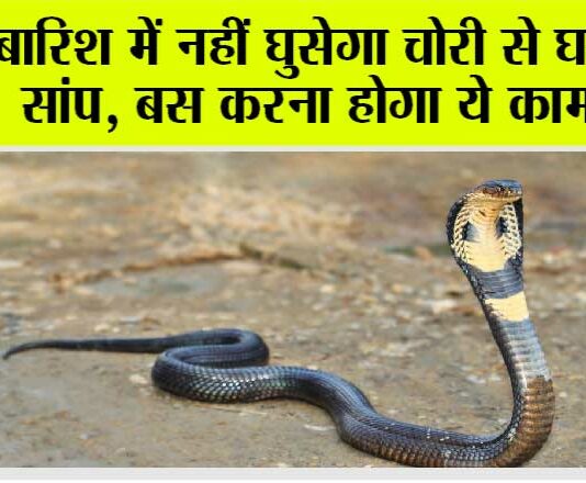 Snake News: