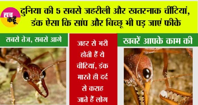Worlds-Most-Dangerous-Ants