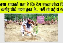 dera sacha sauda
