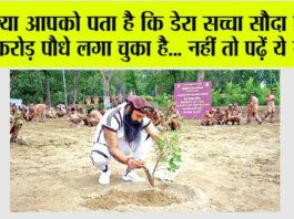 dera sacha sauda