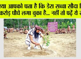dera sacha sauda