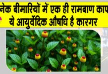 Benefits of Akarkara