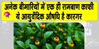 Benefits of Akarkara