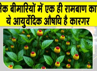 Benefits of Akarkara