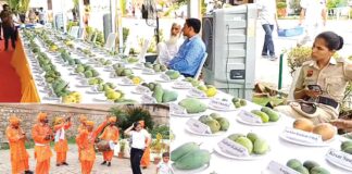 Mango Fair