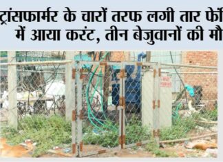 ट्रांसफार्मर के चारों तरफ लगी तार फेंसिंग में आया करंट, तीन बेजुवानों की मौत Firozabad