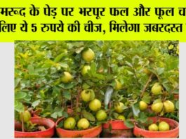 Gardening Tips