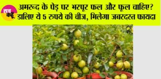 Gardening Tips