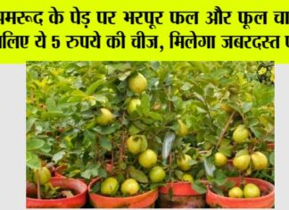 Gardening Tips