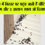 Get Rid Of Ants