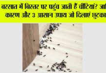 Get Rid Of Ants