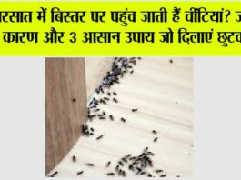 Get Rid Of Ants