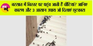 Get Rid Of Ants