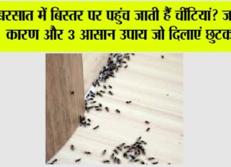 Get Rid Of Ants