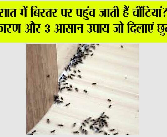 Get Rid Of Ants: बरसात में बिस्तर पर पहुंच जाती हैं चींटियां? जानिए कारण और 3 आसान उपाय जो दिलाएं छुटकारा Get Rid Of Ants