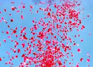 कल कैराना के अधिवक्ता शिवभक्तों पर करेंगे पुष्पवर्षा Kairana