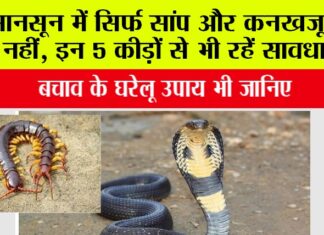 How to avoid dangerous insects: मानसून में सिर्फ सांप और कनखजूरा ही नहीं, इन 5 कीड़ों से भी रहें सावधान, बचाव के घरेलू उपाय भी जानिए Khatarnak Kido Se Kaise Bache