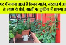 Kitchen Gardening