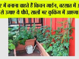 Kitchen Gardening