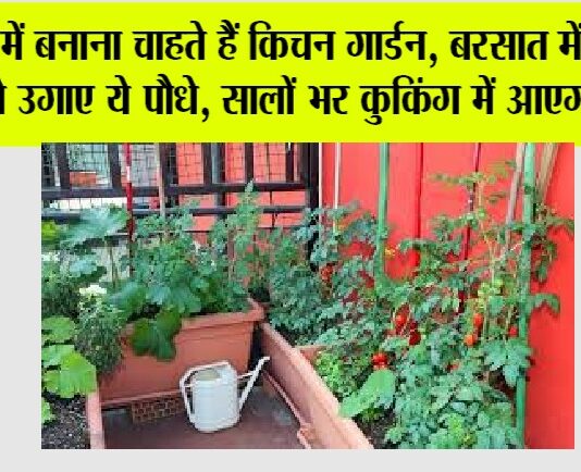 Kitchen Gardening