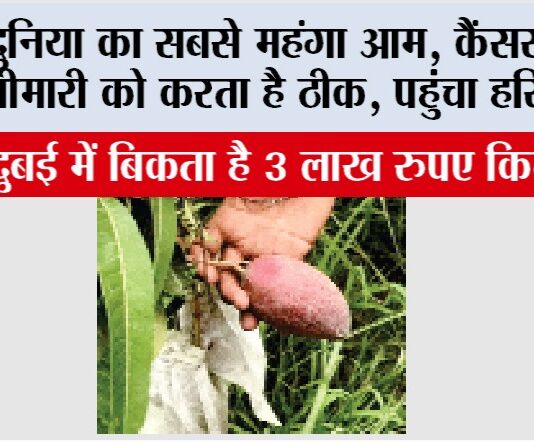 Aam Mela: दुनिया का सबसे महंगा आम, कैंसर जैसी बीमारी को करता है ठीक, पहुंचा हरियाणा Kurukshetra News