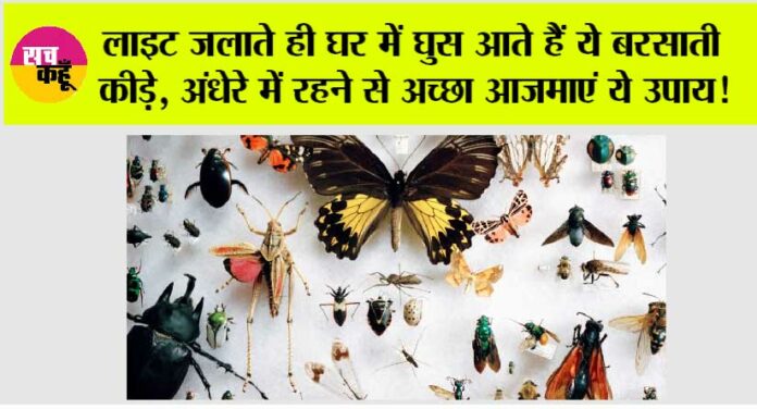 Monsoon Tips: लाइट जलाते ही घर में घुस आते हैं ये बरसाती कीड़े, अंधेरे में रहने से अच्छा आजमाएं ये उपाय!