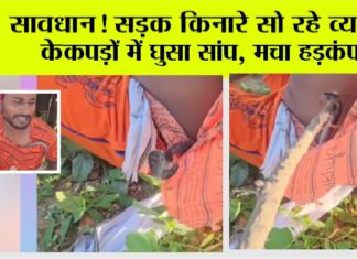 Snake News