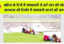 Paddy Cultivation