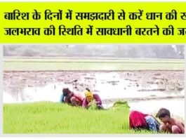 Paddy Cultivation