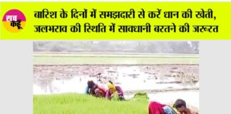 Paddy Cultivation
