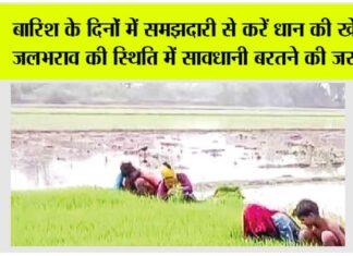 Paddy Cultivation
