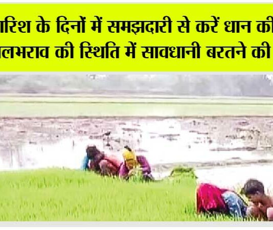 Paddy Cultivation