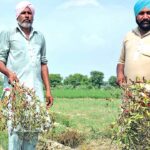 Agricultural News