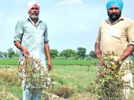 Agricultural News