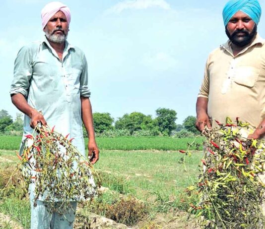 Agricultural News