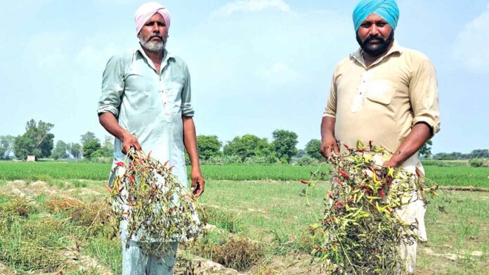Agricultural News