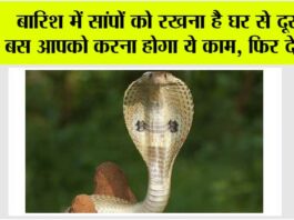 Snake