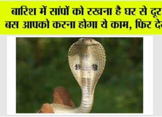Snake
