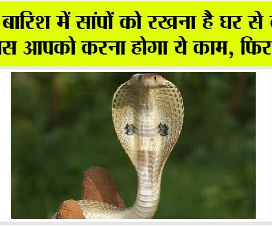 Snake