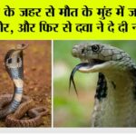 Snake News