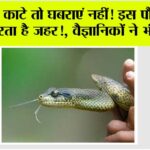 Snake News
