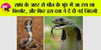 Snake News